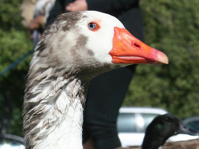 Kotton Paç