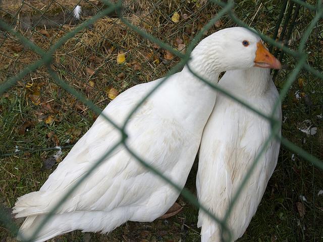 Çex