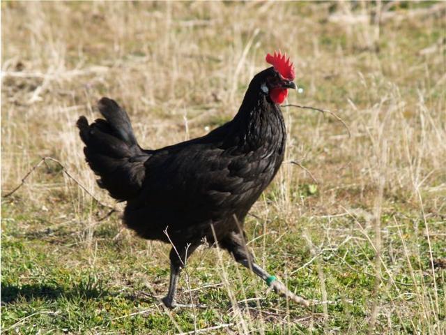 Qara Kastellana